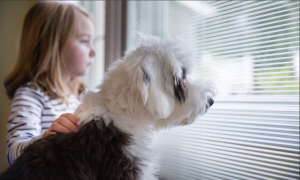 Blinds Between The Glass Dog